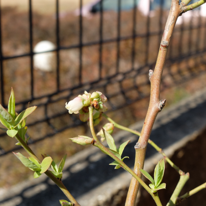 鉢植えブルーベリー(シャープブルー)で早くも白い花が咲きました