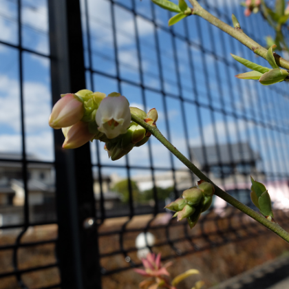 鉢植えブルーベリー(シャープブルー)で開花が続いています