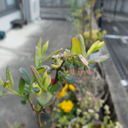 鉢植えブルーベリー(ミスティー)の花芽も膨らみ始めました