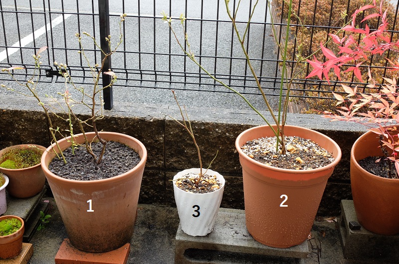 ブルーベリー鉢植えブログをはじめてみた理由 鉢植えで育てる 京都ブルーベリーハーベスト