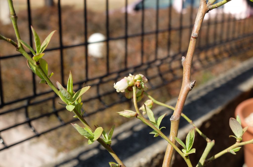 シャープブルーの花が1つ咲いた