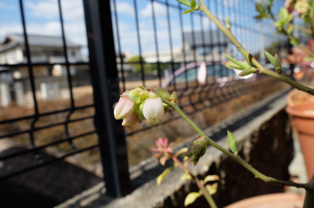 白い花が増えてきました