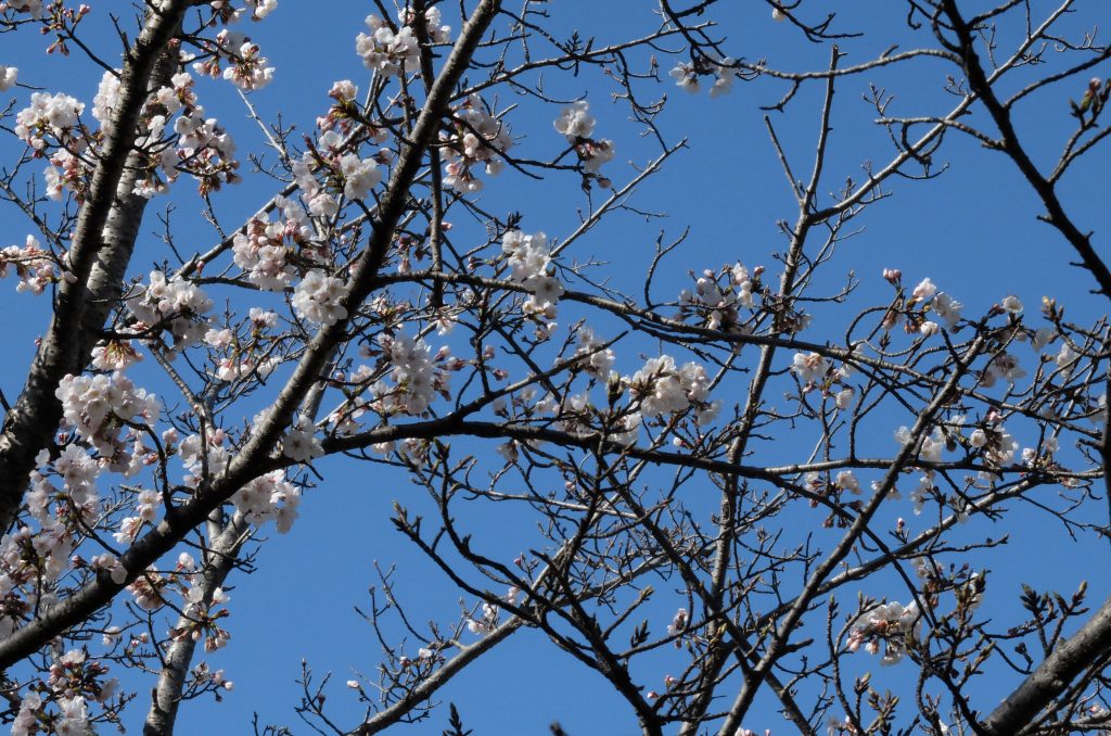 桜も8分咲きです