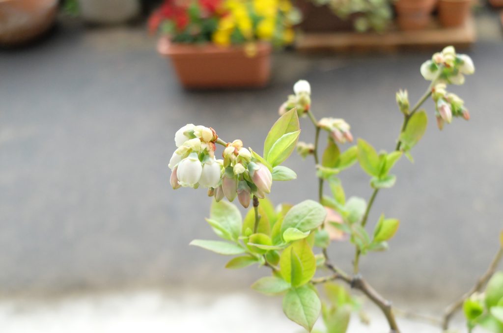 一つの花芽からこんなにたくさんの花が開くんですね。