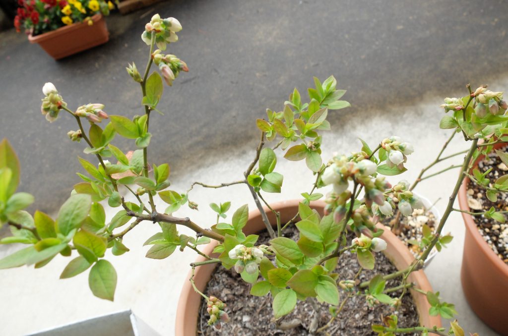 引きで見るとこんな開花状況です。