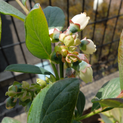 鉢植えブルーベリー(シャープブルー)の花が落ちてきました