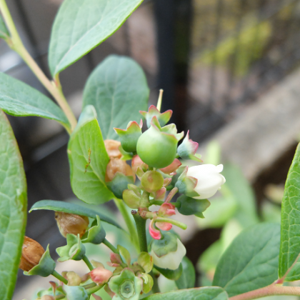 ブルーベリーは鉢植えでも受粉できる？知っておきたいポイントと見分け方