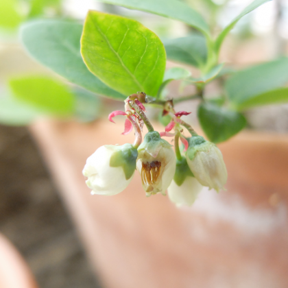 鉢植えブルーベリー(シャープブルー)の花に害虫が・・・。