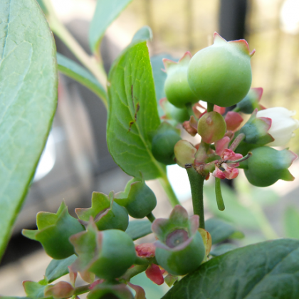 鉢植えブルーベリー(ミスティー)の果実が大きくなり始めました