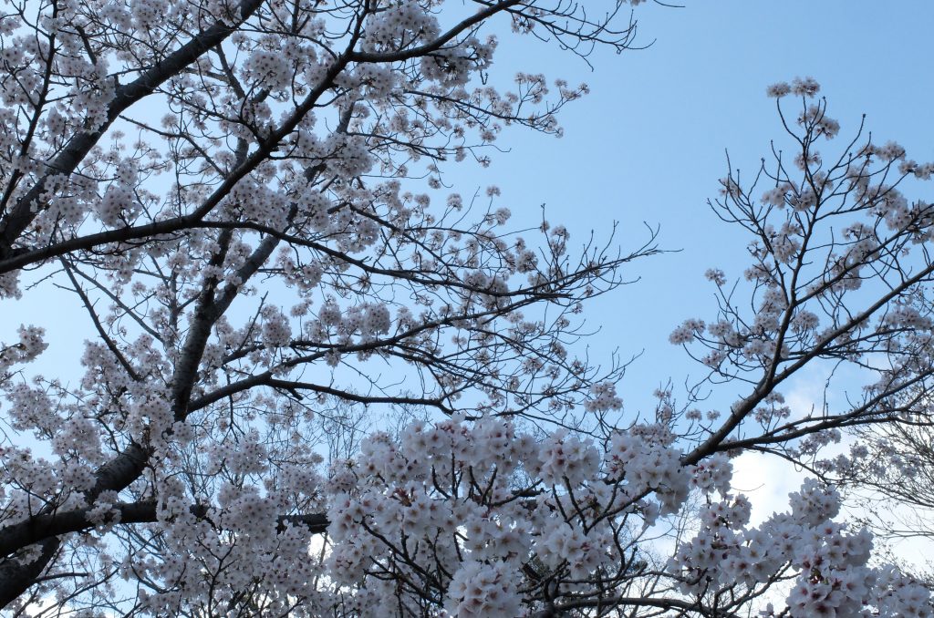 桜がほぼ満開