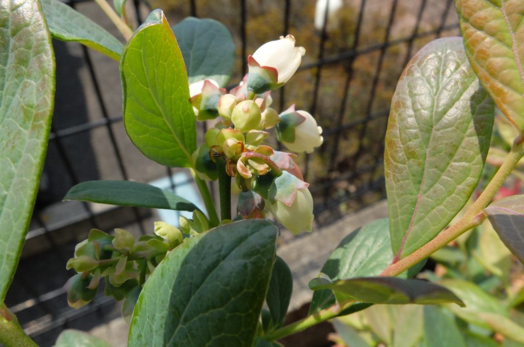 花が枯れて落ちはじめた