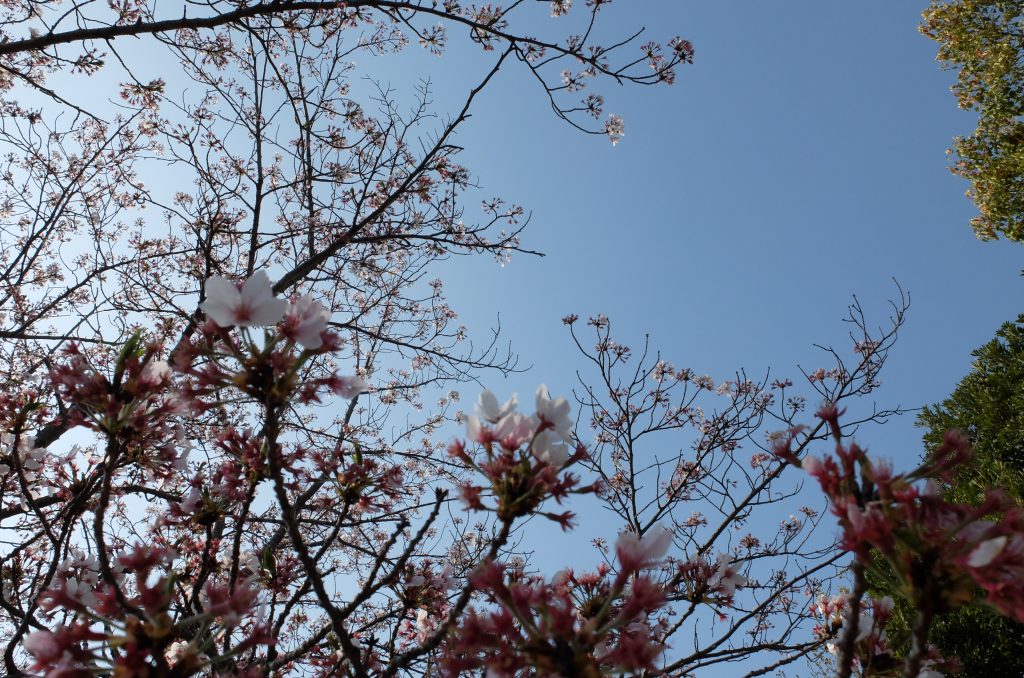 桜が散り始めました