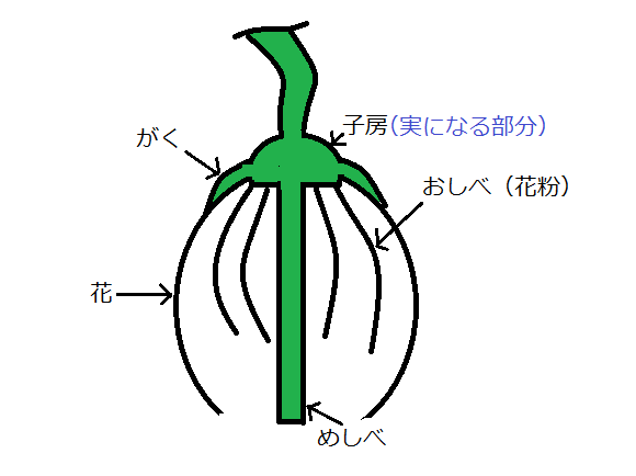 ブルーベリーの花の構造