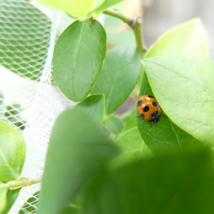 鉢植えブルーベリー(シャープブルー)にアブラムシ退治のエキスパート虫が来訪