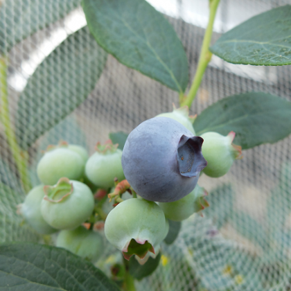 鉢植えブルーベリー(ミスティー)の果実が色づきました！