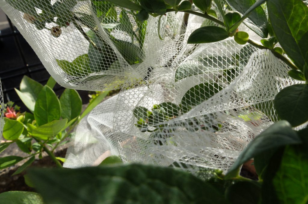 鉢植えブルーベリー（シャープブルー）の鳥対策