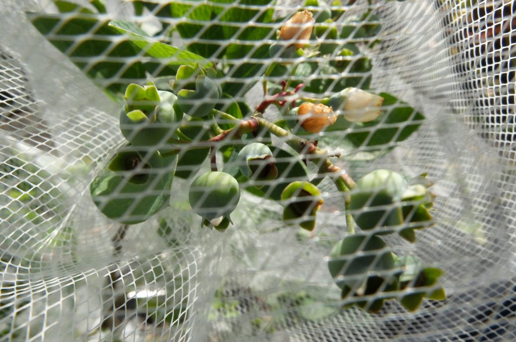 鉢植えブルーベリー（シャープブルー）の鳥対策