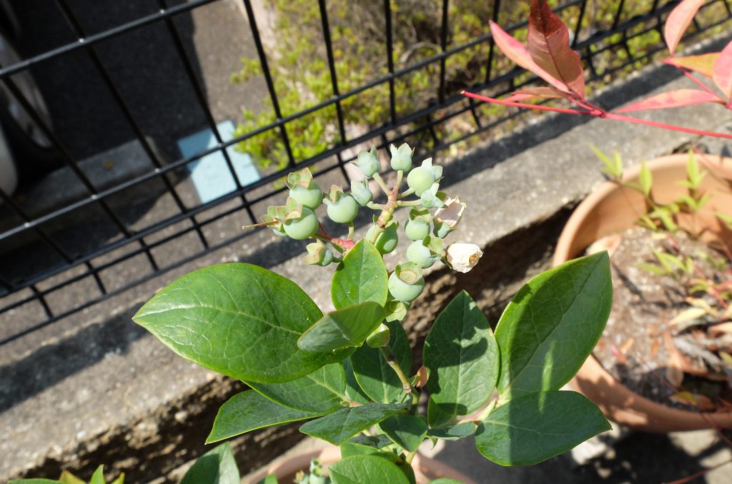 鉢植えブルーベリー「シャープブルー」